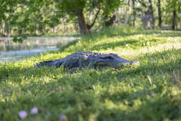 Large alligator on grass out of water 