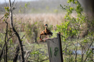 Brown duck on the watch for alligators 
