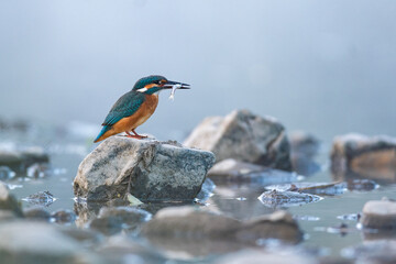 Kingfisher sitting on a stone in a river. Hunting kingfisher. Colorful bird in misty weather.