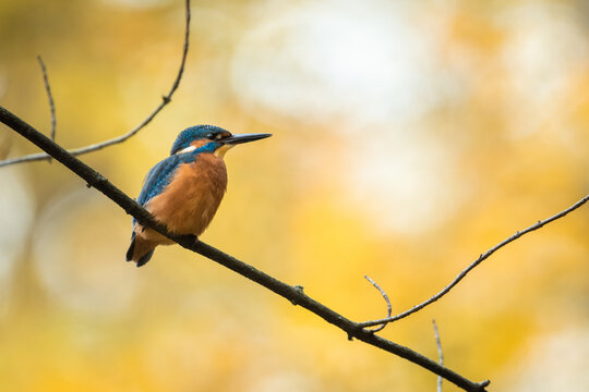 Kingfisher sitting on a branch in autumn colors. Kingfisher in evening sunlight. Portrait of attractive colorful bird with turquoise and orange feather in its natural environment