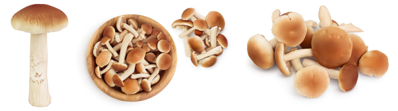 honey fungus mushrooms isolated on white background with clipping path and full depth of field. Set or collection