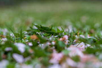 green grass and flowers on the ground, close up and selective focus