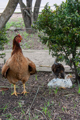 llanos orientales de Colombia 