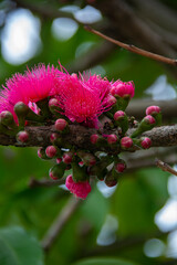 llanos orientales de Colombia 