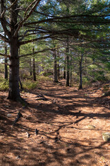 A sunny path leads through a forest in early spring in the small cottage town of Gravenhurst, Ontario. 