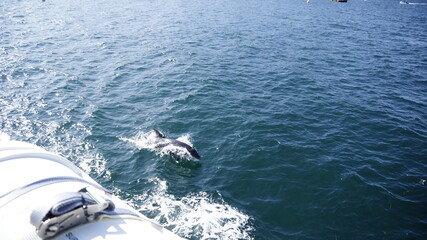 Delphine springt neben dem Boot her, St. Malo.