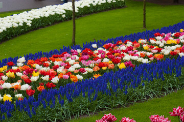 Beautiful tulips, background of blurry tulips in a tulip flowers garden. Nature, keukenhof, niederland