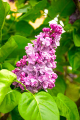 Pink branch of a blossoming lilac on a green background. Fresh lilac on a background of nature. Lilac macro photo
