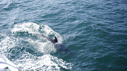 Fototapeta premium Delphine springt neben dem Boot her, St. Malo.