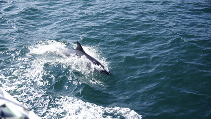 Naklejka premium Delphine springt neben dem Boot her, St. Malo.