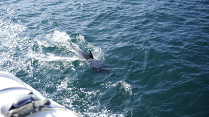 Delphine springt neben dem Boot her, St. Malo.