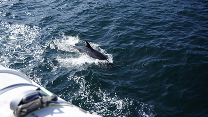 Fototapeta premium Delphine springt neben dem Boot her, St. Malo.