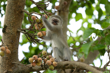 Vervet in the Hluhluwe Imfolozi Game Reserve. Group of monkeys eating fruits on the tree. Vervet monkey in the African nature.