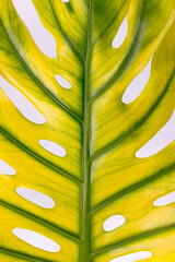 Big Monstera leaf close up, Swiss cheese plant tropical. Hello, Summer seasonal background.