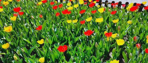 Spring park with a lot of red and yellow tulip flowers, floral background. Saturated photo of a field with red and yellow flowers. Nature concept. Springtime