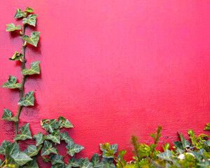 Climbing Ivy Plant over a Red Background