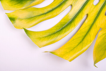 Big Monstera leaf close up, Swiss cheese plant tropical. Hello, Summer seasonal background.