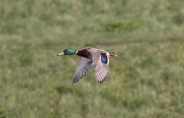 Obraz premium Mallard in flight 1