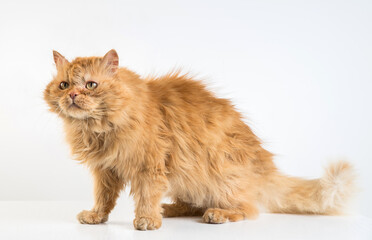 Fototapeta premium Ginger cat on a white background.