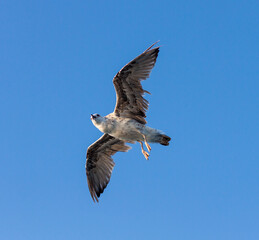 GAVIOTA VOLANDO SOBRE CIELO AZUL