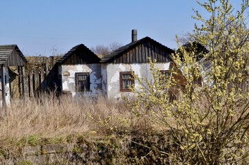 White old abandoned houses in the sun. Abandoned houses in an old antique village. Old houses can be seen through bright spring catkins. An interesting journey.