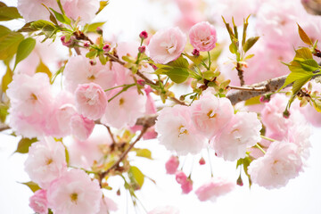 Fototapeta na wymiar 八重桜