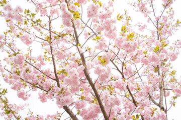 八重桜