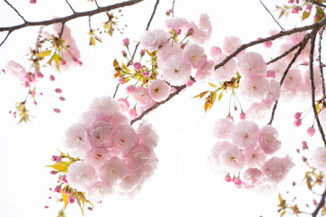 八重桜