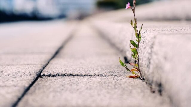 アルファルトに咲く花