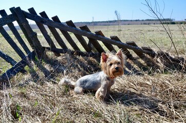 Yorkshire terrier posing on the background of a wooden fence in nature. The dog walks on the...