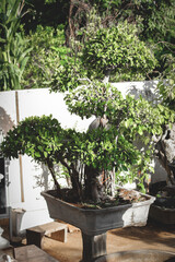 photographing bonsai in the morning. Bonsai is a plant or tree that is dwarfed in shallow pots with the aim of making miniatures from the original form of large tree