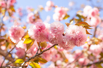 beautiful cherry blossom 