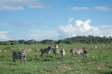 zèbres dans le aprc national_tanzanie