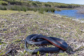 Red-bellied Black Snake basking in habitat