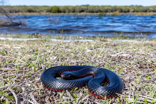 Red-bellied Black Snake Basking In Habitat