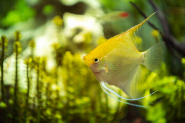 Pterophyllum Scalare in aqarium water, yellow angelfish