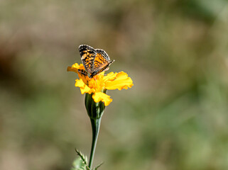 Bug and Butterfly 2