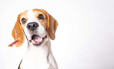 Closeup of Beagle dog, portrait, in front of white