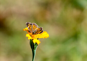 Bug and Butterfly 3