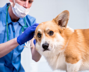 Veterinarian examines the ears of a sick Corgi dog