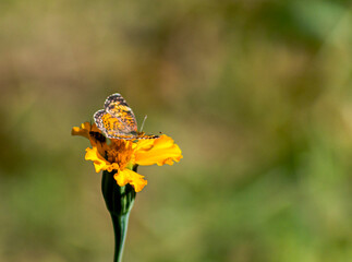 Bug and Butterfly 4