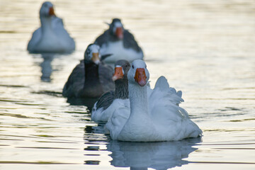 group of geese at lago de regatas, Buenos Aires