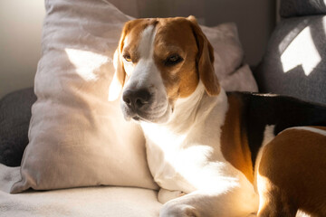 Funny Beagle dog tired sleeps on a cozy sofa, couch.