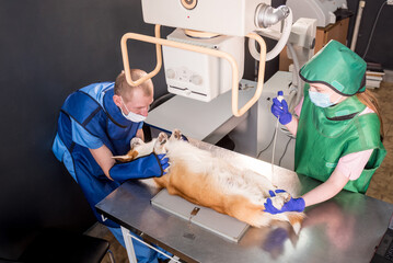 Veterinarian team examining dog in x-ray room.