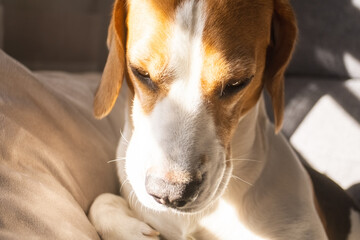 Funny Beagle dog tired sleeps on a cozy sofa, couch.