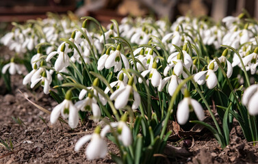 Many delicate white snowdrops in the meadow