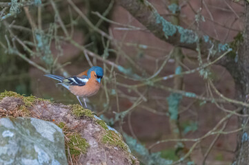 The finch, Fringilla coelebs, Linnaeus, 1758, small passerine bird over a stone. Concept: animal life
