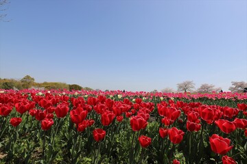 Fototapeta premium 馬見丘陵公園 チューリップフェア
