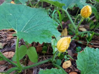 yellow flowers