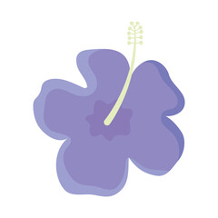 purple hibiscus flower